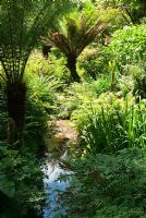 Stream surrounded by moisture loving plants including Ferns, Ligularias and Astilbes. Abbotsbury Subtropical Gardens, Dorset, UK
 