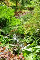 Stream with red Japanese bridge, surrounded by moisture loving plants including Persicaria 'Red Dragon', Ferns, Ligularias, Daylilies and Astilbes. Abbotsbury Subtropical Gardens, Dorset, UK
