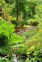Stream with red Japanese bridge, surrounded by moisture loving plants including Persicaria 'Red Dragon', ferns, ligularias, daylilies and astilbes. Abbotsbury Subtropical Gardens, Abbotsbury, Dorset, UK