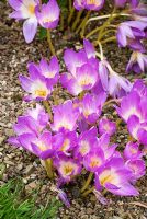 Colchicum bornmuelleri - RHS Garden Rosemoor, Great Torrington, Devon, UK