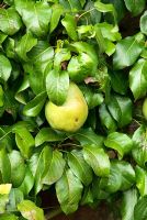 Pyrus - Pear 'Glou Morceau'. RHS Garden Rosemoor, Great Torrington, Devon, UK