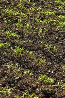 Vetches planted as a green manure - RHS Garden Rosemoor, Great Torrington, Devon, UK