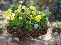 Primula veris planted in basket