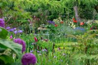 Iris 'Seamus O Brien' and Alliums in borders - June Blake's garden and nursery Co. Wicklow, Ireland 