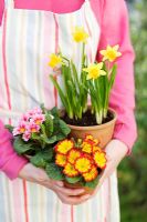 Person holding pots of Primrose 'Chrisma Pink', 'Chrisma Red' and Narcissus 'Tete a tete'