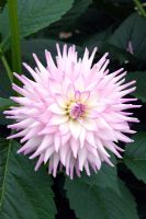 Dahlia. Under a seedling name-not yet released.