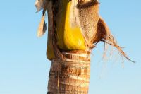 Cocos nucifera - Indian Coconut palm tree bark