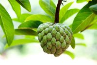 Annona squamosa - Sugar apple or Sweetsop fruit