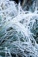 Froated grass - Bourton House Garden, Bourton-on-the-Hill, Moreton-in-Marsh, Gloucestershire 