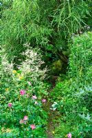 A path through lush beds of Japanese anemones, Verbena bonariensis and Artemisia lactiflora Guizhou Group passes beneath Acacia pravissima - Pinsla Garden, Cardinham, Cornwall