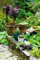 Small pond in the cottage garden surrounded by pots of succulents and perennials including Alchemilla mollis, with bronze fennel and Ligularia 'Desdemona' behind - Pinsla Garden, Cardinham, Cornwall