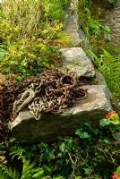 Old chain on granite wall colonised by ivies and ferns - Pinsla Garden, Cardinham, Cornwall
