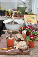 Potting bench work station in early spring with Polyanthus, seed packets, tools and equipment