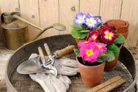 Spring Polyanthus on the potting bench with terracotta pots and gardening items