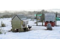 Winter allotment showing chicken coop, Norfolk