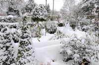 Snow covered garden with corkscrew bay and topairy hedging, Norfolk