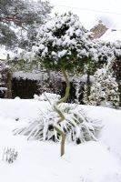Corkscrew bay tree in snow covered garden border, Norfolk