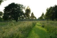Mown path through meadow with Carpinus and Quercus trees - High Hall, Suffolk 