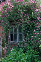 Lonicera trained around window - High Hall, Suffolk 