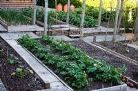 Vegetable and fruit garden with terraced, raised beds.  Ham Cottage, Sussex