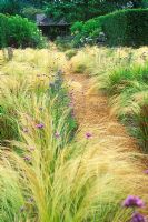 Path flanked by mass plantings of Stipa tenuissima - Spear Grass, Verbena bonariensis, Imperata cylindrica 'Rubra' - Japanese Blood Grass. Dennis Schrader and Bill Smith's Garden, Long Island, New York, USA, July