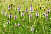 Dactylorhiza fuchsii - Common Spotted Orchid, with  Trifolium pratense - Red Clover, Poa pratensis - Meadow Grass, Leucanthemum vulgare - Ox-Eye Daisies and Leontodon taraxacoides - Lesser Hawkbit. South Downs, East Sussex UK