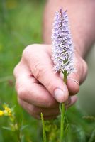 Man holding Dactylorhiza fuchsii - Common Spotted Orchid