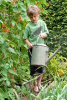 Young seven year old boy using a watering can in vegetable garden