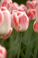 Tulipa 'Sweet Caress'