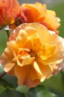 Rosa 'Tequila'
