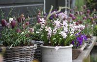 Bulbs including Fritillaria meleagris and Hyacinthus in pots on wooden shelving. Oostkapelle, Holland
