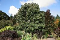 Populus lasiocarpa AGM - RHS garden Rosemoor
