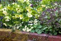 Helleborus, Pulmonaria and Primulas. Sharcott Manor, Wiltshire
