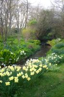 Stream running through the garden with banks of Narcissus and Lysichiton. Sharcott Manor, Wiltshire
 