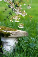 Stone bench under Prunus x subhirtella - 'Pendula Rosea'. Sharcott Manor, Wiltshire 
 