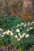 Narcissus 'Sempre Avanti'. Sharcott Manor, Wiltshire 
