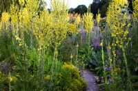 Path through insect garden with Verbascum olympicum, Inula helenium, Origanum, Dipsacus fullonum - Teasel and Knautia macedonica 