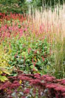 Autumn border with Persicaria amplexicaulis 'Firedance', grasses and Sedum