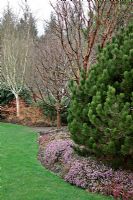 Winter Garden at RHS Rosemoor with Erica carnea cultivars, Acer griseum AGM, Betula utilis var. jacquemontii 'Silver Shadow' AGM and Pinus heldreichii 'Compact Gem'