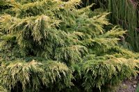 Juniperus x pfitzeriana 'Carbery Gold'