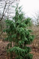 Picea smithiana - Morinda Spruce, also known as West Himalayan Spruce