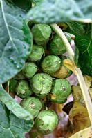 Brassica oleracea 'Bosworth' - Brussels Sprouts