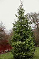 Picea smithiana - Morinda Spruce or West Himalayan Spruce