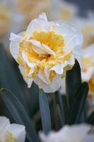 Narcissus 'Westward'