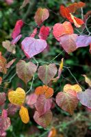 Cercis candensis - Forest Pansy