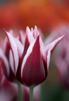 Tulipa 'Rajka'