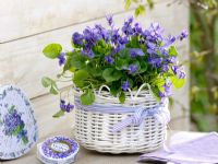 Viola odorata in wicker basket container