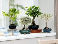 Bonsai - Duranta erecta, Coprosma 'Kirkii', Ficus retusa and Ficus 'Starlight' 