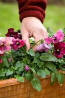 Removing dead pansy flowers in a winter container