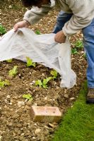 Protecting young lettuce 'Lollo Ross' plants by covering with horticultural fleece 